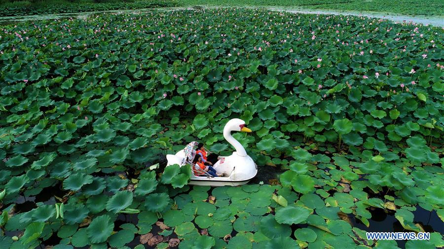 CHINA-HEBEI-SUMMER-LOTUS FLOWERS (CN)