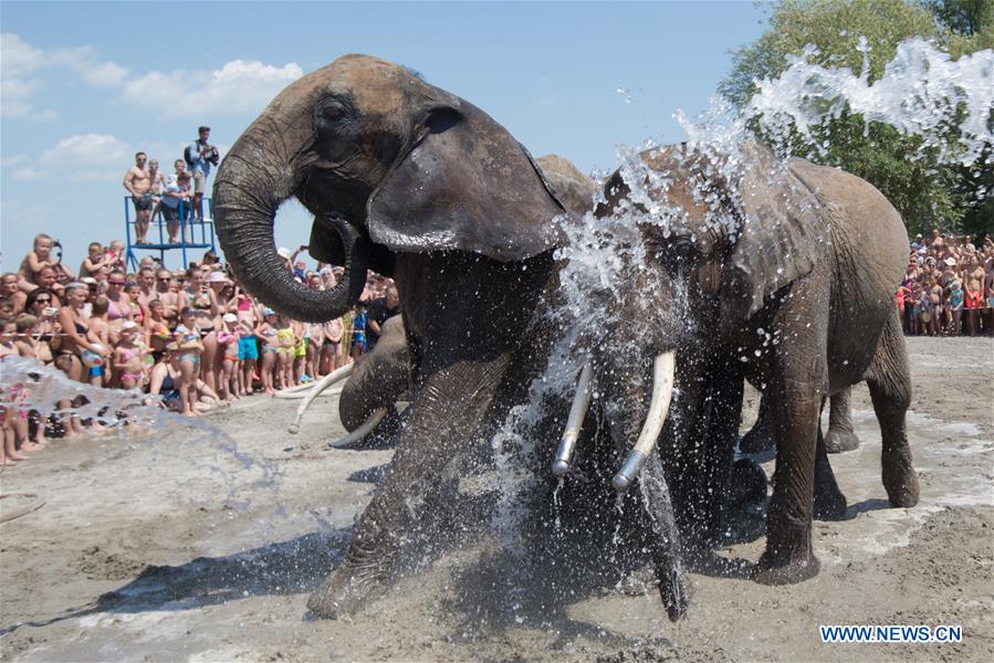 HUNGARY-BALATONLELLE-SUMMER-CIRCUS-ELEPHANT