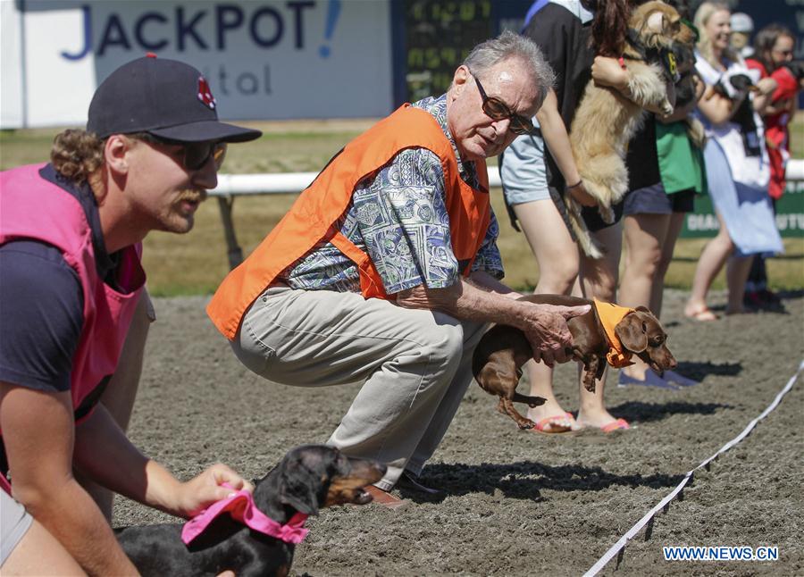 CANADA-VANCOUVER-WIENER DOG RACE