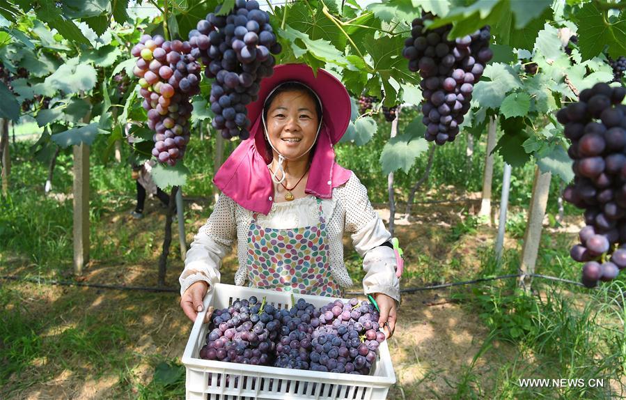 CHINA-NANCHANG-GRAPE-HARVEST (CN)