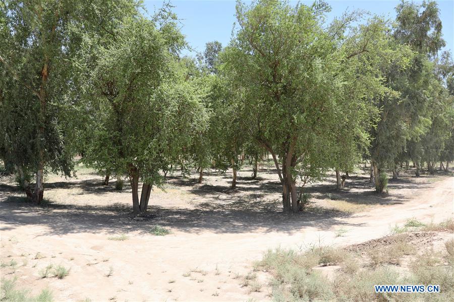 IRAQ-BAGHDAD-FIGHTING DESERTIFICATION