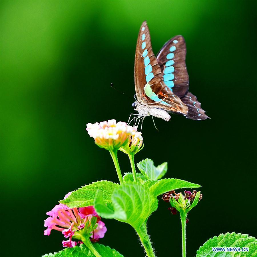 CHINA-FUJIAN-BUTTERFLY-LANTANA CAMARA (CN)