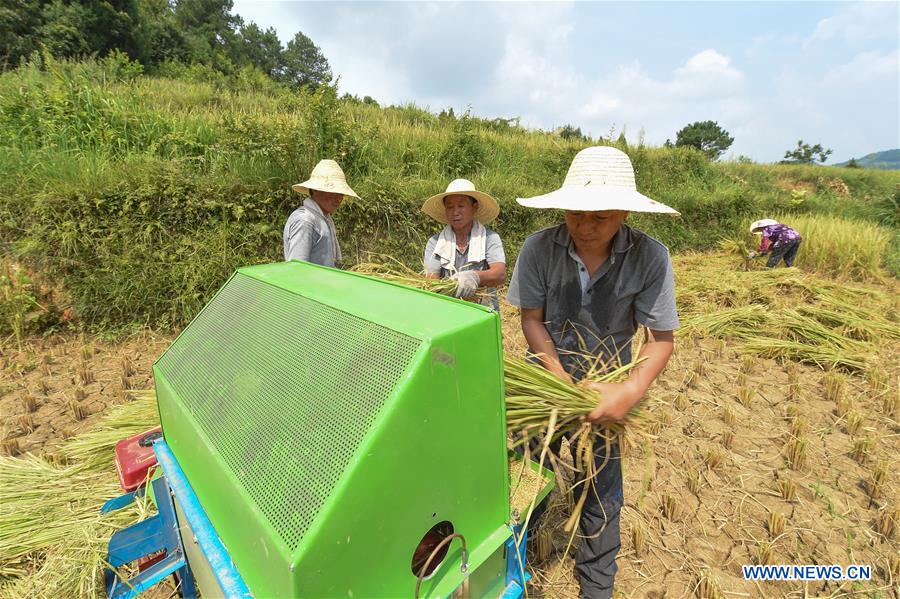 #CHINA-GUIZHOU-YUQING-FARMER-CHEN GANG (CN)