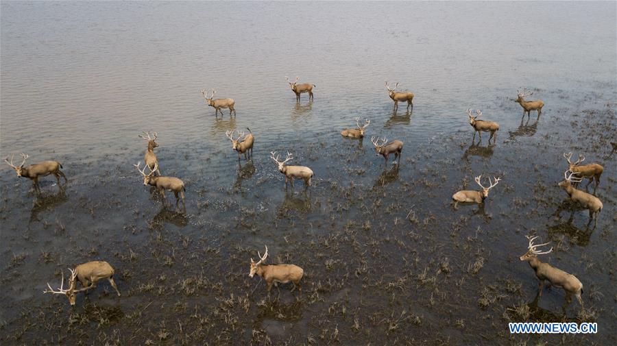 CHINA-HUBEI-ELK-RESERVE (CN)