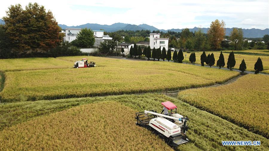 CHINA-ANHUI-YIXIAN-RICE-HARVEST (CN)