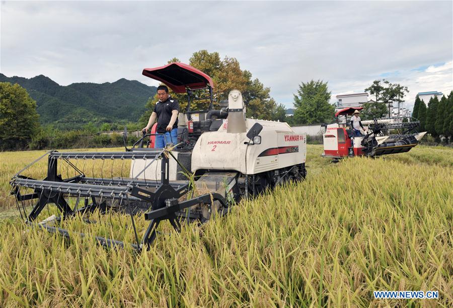 CHINA-ANHUI-YIXIAN-RICE-HARVEST (CN)