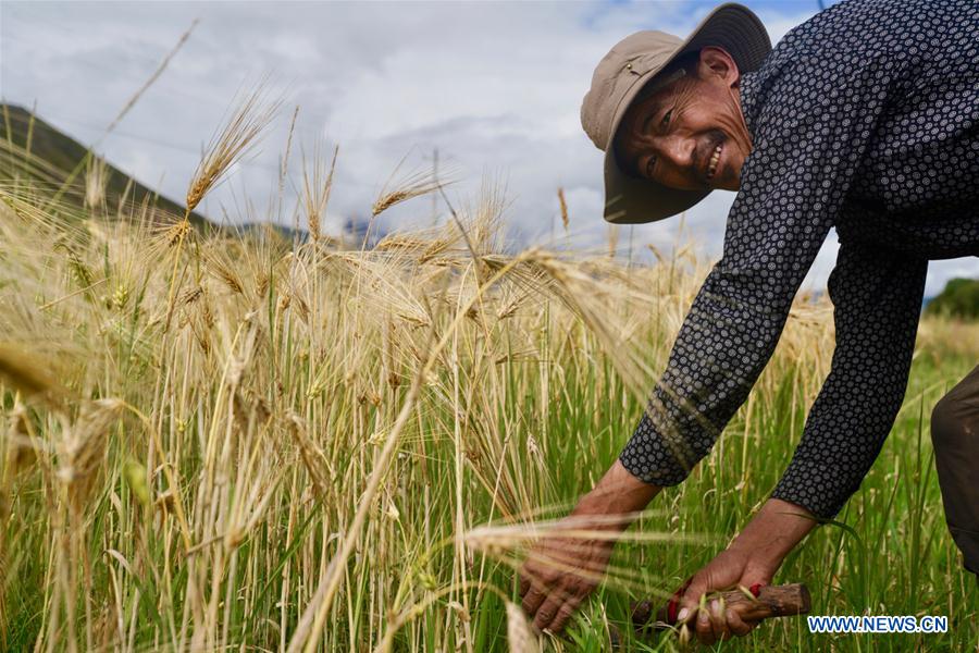 CHINA-TIBET-HIGHLAND BARLEY-HARVEST (CN)