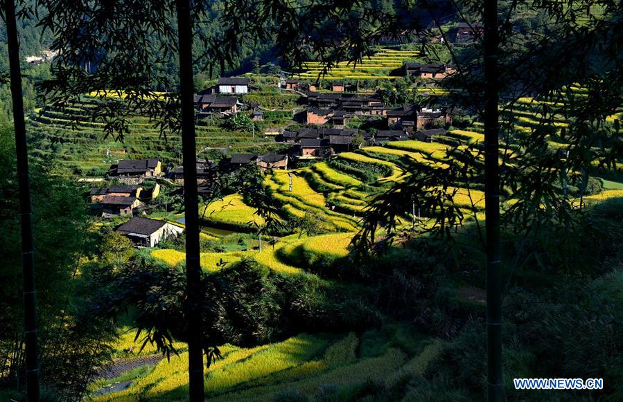 CHINA-FUJIAN-WUYI MOUNTAIN-HARVEST(CN)