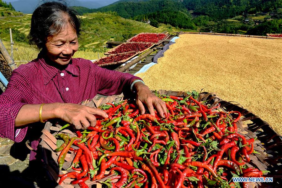 CHINA-FUJIAN-WUYI MOUNTAIN-HARVEST(CN)