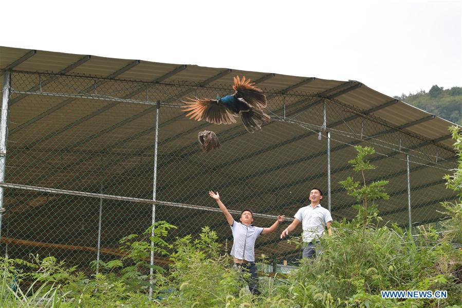 CHINA-JIANGXI-YICHUN-PEACOCK BREEDING (CN)