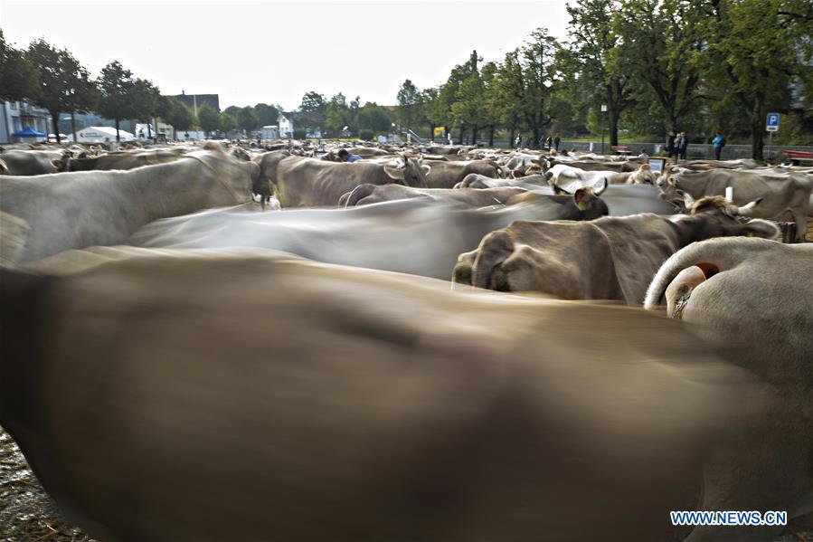 SWITZERLAND-APPENZELL-CATTLE SHOW