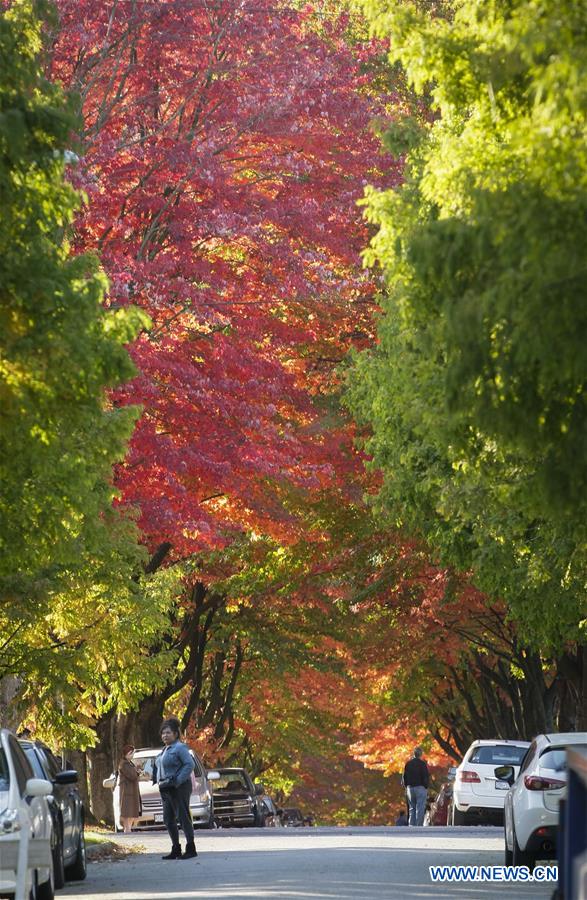 CANADA-VANCOUVER-AUTUMN-MAPLE