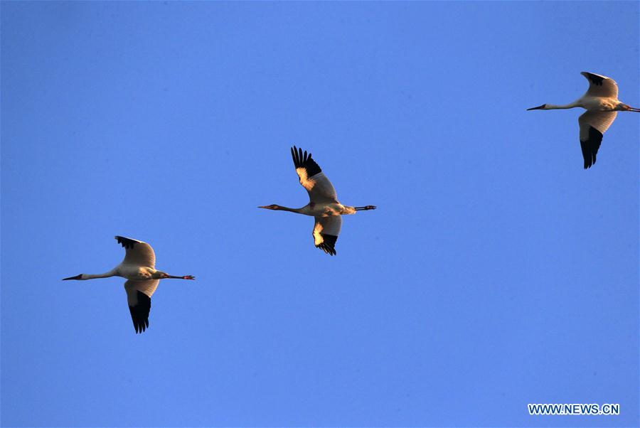 CHINA-JILIN-ZHENLAI-WILD BIRD (CN)