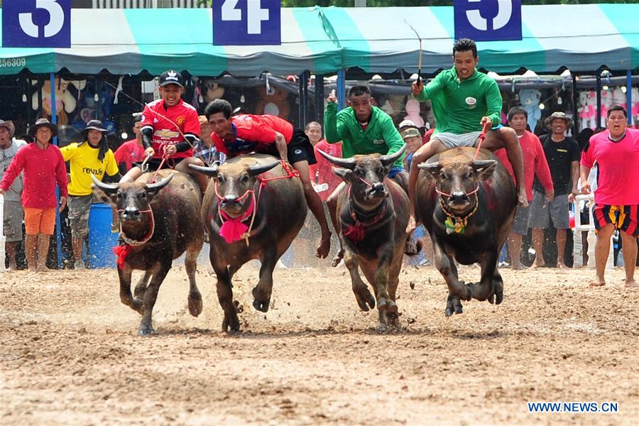 THAILAND-CHONBURI-BUFFALO RACING