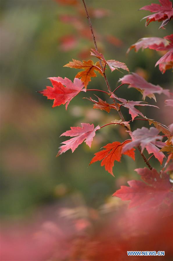 #CHINA-HUBEI-AUTUMN SCENERY (CN)