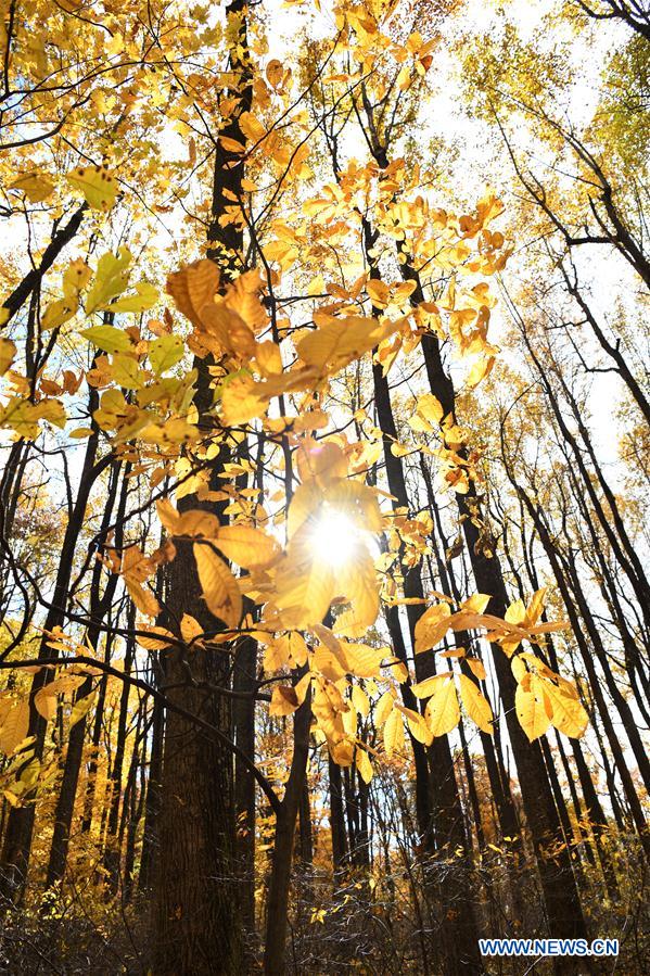 U.S.-VIRGINIA-SHENANDOAH NATIONAL PARK-AUTUMN VIEWS