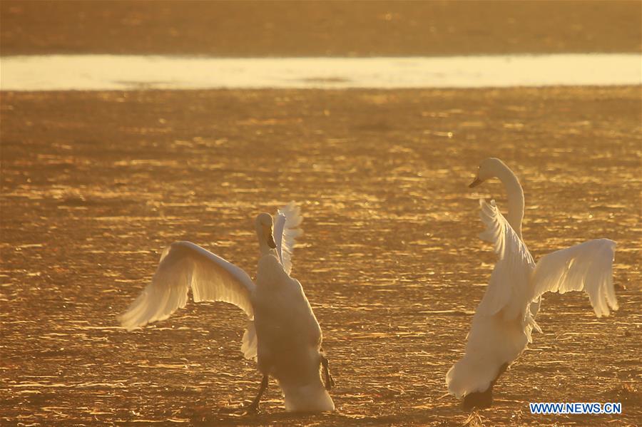 #CHINA-SHANDONG-RONGCHENG-SWAN (CN)