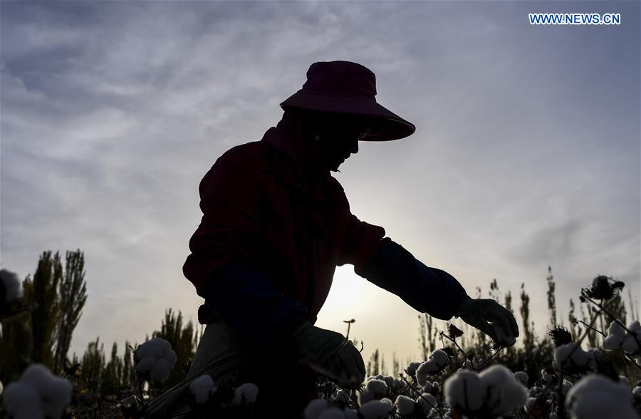 CHINA-XINJIANG-URUMQI-COTTON SEASON(CN)