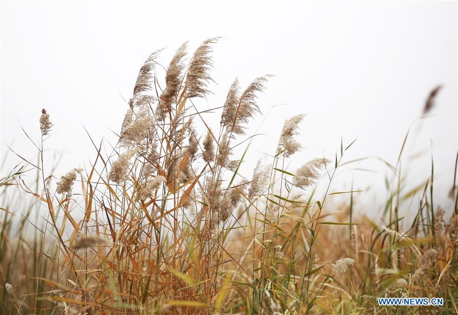 #CHINA-HEBEI-BAIYANGDIAN-SCENERY (CN)