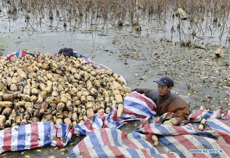 CHINA-ANHUI-LOTUS ROOT-HARVEST (CN)