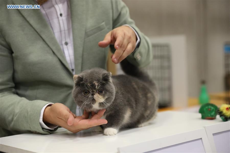 ITALY-BOLOGNA-AMERICAN CAT SHOW