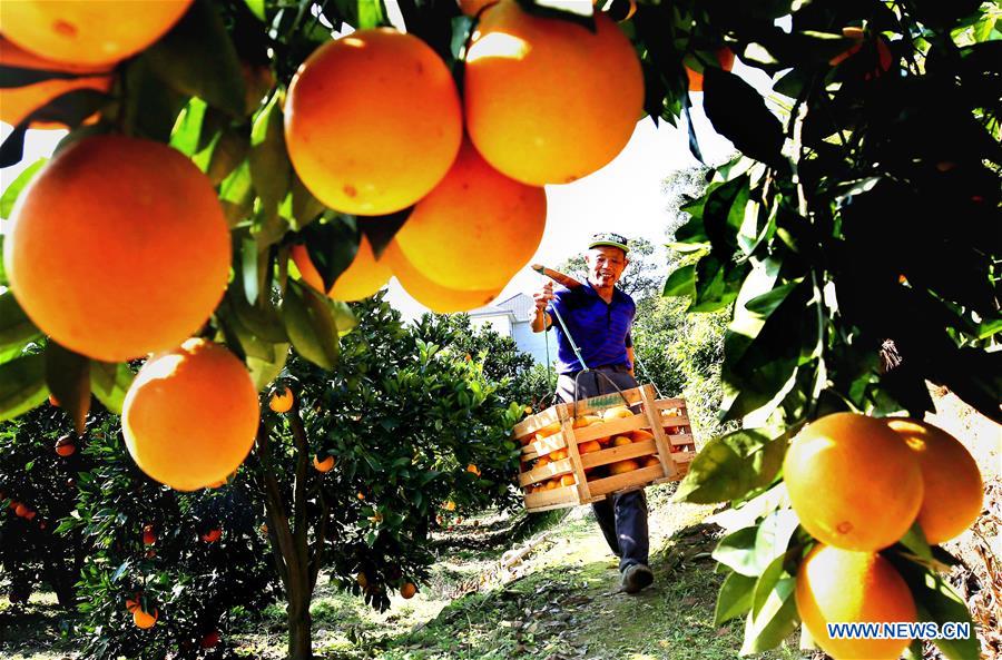 #CHINA-JIANGXI-NAVEL ORANGE-HARVEST (CN)