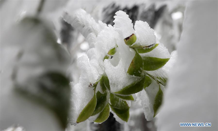 #CHINA-WINTER-RIME (CN)