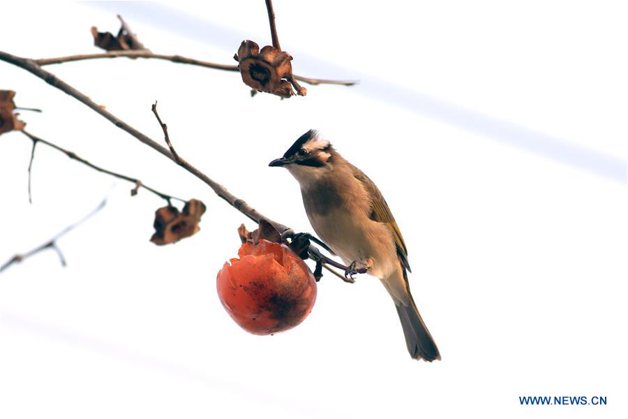 #CHINA-JIANGSU-BIRD-PERSIMMON (CN)