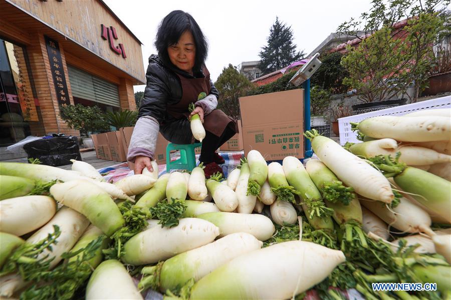 #CHINA-GUIZHOU-WHITE RADISH-PLANTING (CN)