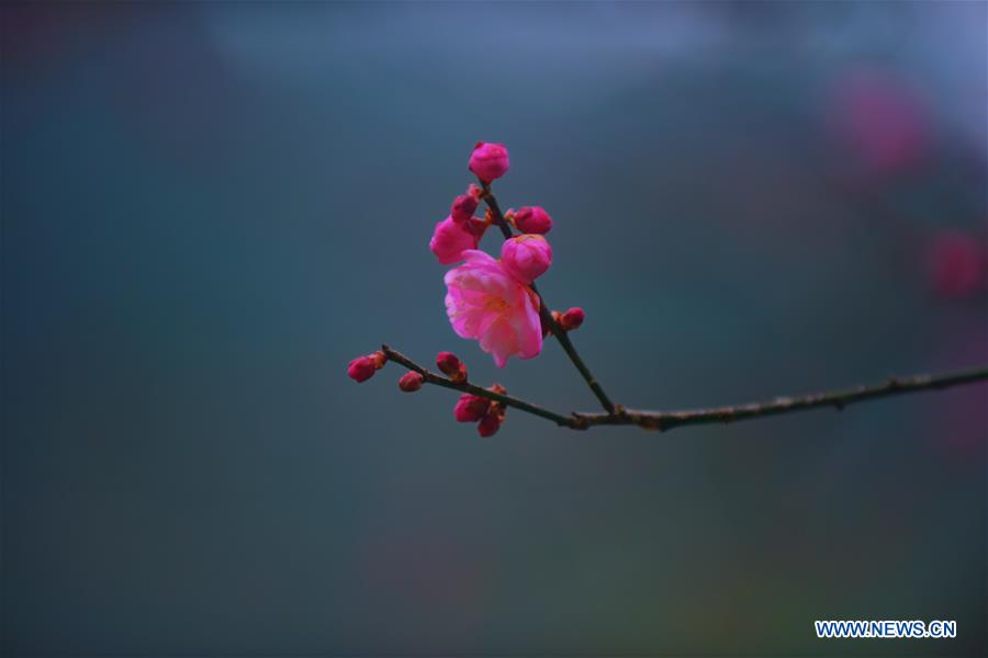 CHINA-HUBEI-ENSHI-PLUM BLOSSOM (CN)