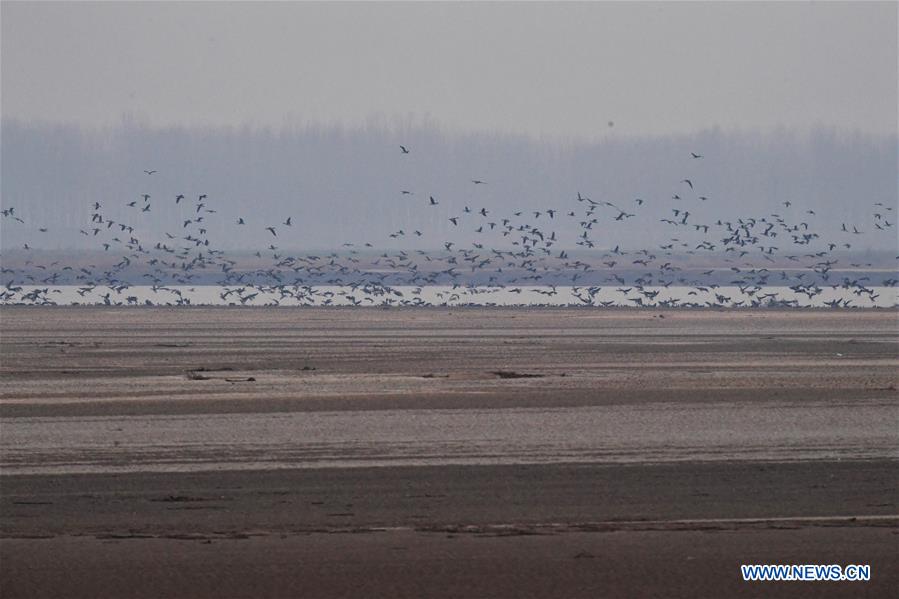 CHINA-HENAN-YELLOW RIVER-MIGRANT BIRDS (CN)