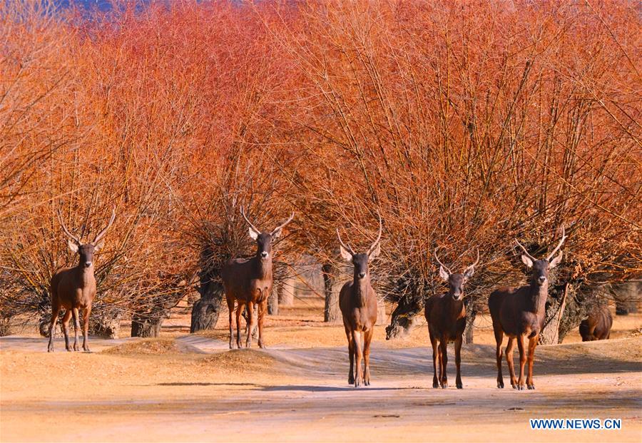 (InTibet) CHINA-TIBET-PICTURE OF 2018 (CN)