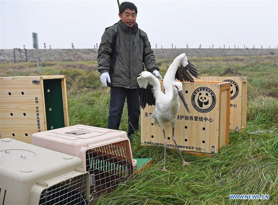 CHINA-JIANGXI-MIGRANT BIRDS-RELEASE (CN)