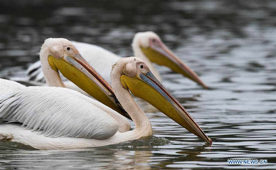 CHINA-HAINAN-HAIKOU-PELICANS-WINTER (CN)