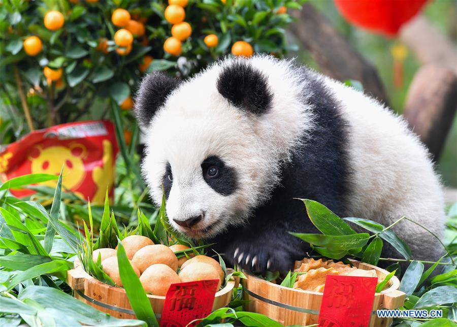 CHINA-GUANGZHOU-GIANT PANDA-SPRING FESTIVAL (CN)