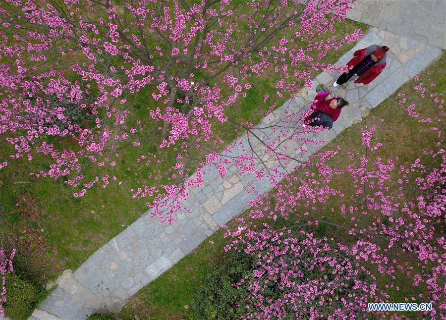 #CHINA-PLUM FLOWERS (CN)