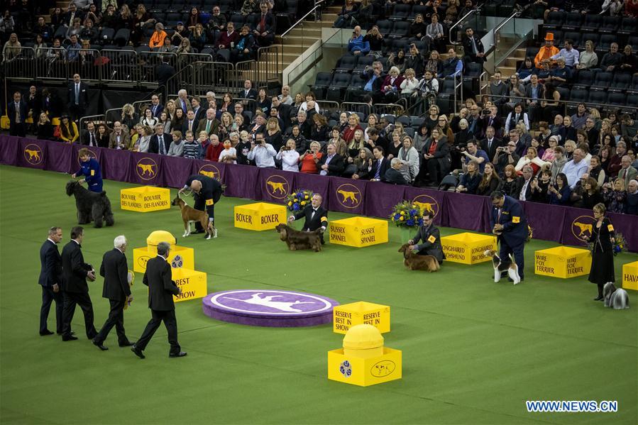 US-NEW YORK-DOG SHOW