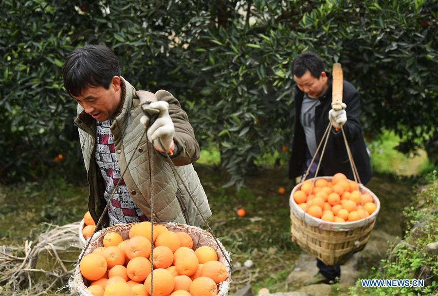 CHINA-CHONGQING-FENGJIE-NAVEL ORANGE (CN)