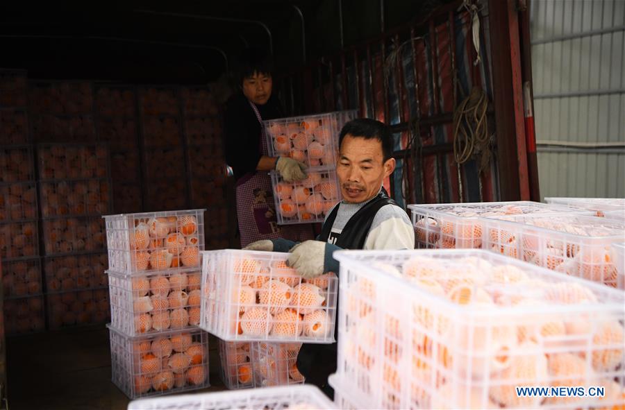 CHINA-CHONGQING-FENGJIE-NAVEL ORANGE (CN)