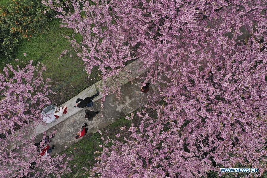 #CHINA-CHONGQING-CHERRY BLOSSOM (CN)