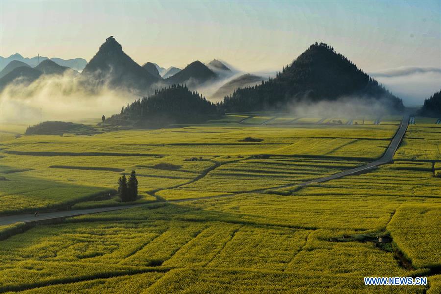 CHINA-YUNNAN-LUOPING-COLE FLOWERS (CN)