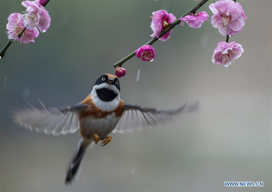 #CHINA-JIANGSU-WUXI-NATURE-PLUM BLOSSOM AND BIRD (CN)