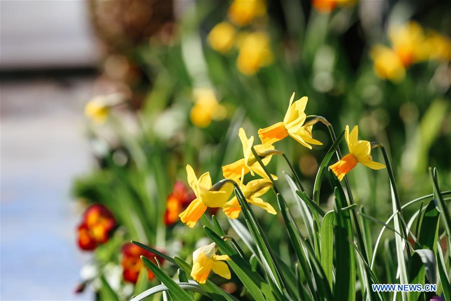 BELGIUM-BRUSSELS-NARCISSUS-BLOOM