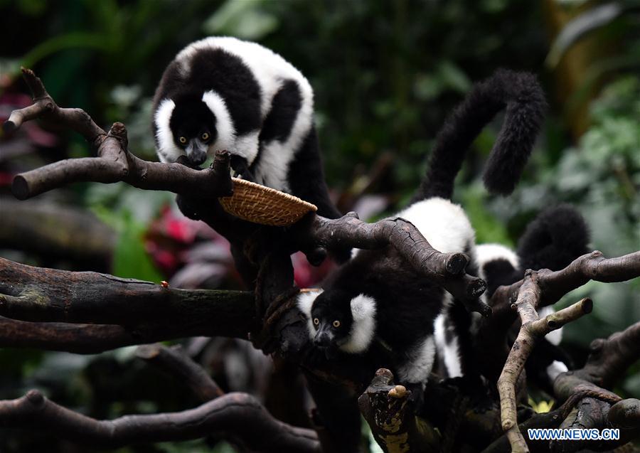 CHINA-GUANGDONG-CHIMELONG-RUFFED LEMUR-TRIPLETS (CN)