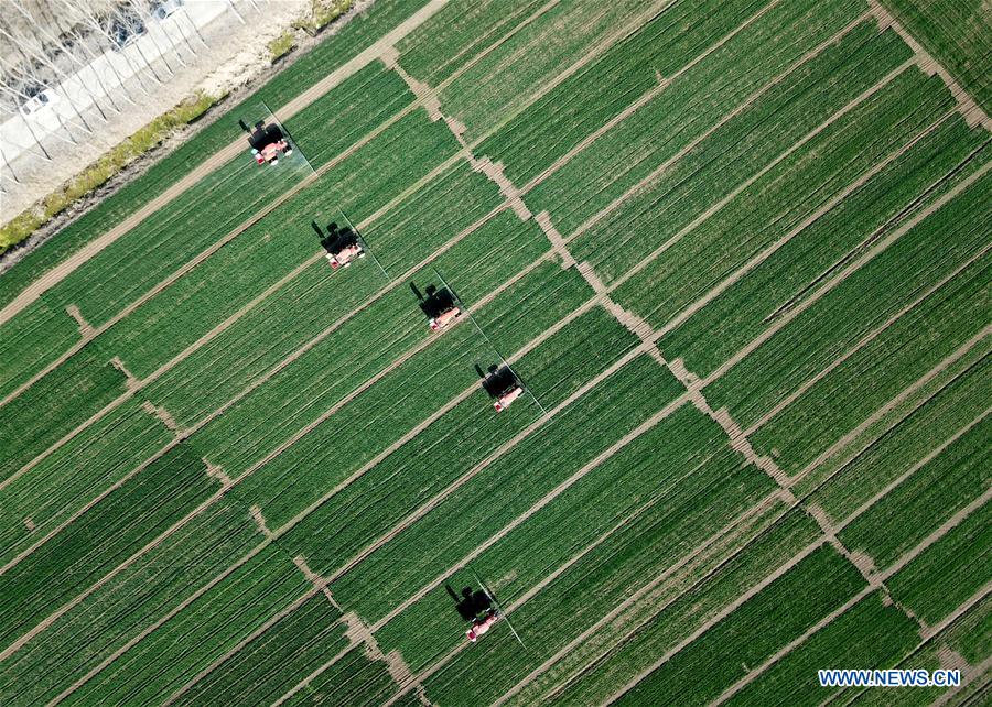 CHINA-ANHUI-SPRING-FARM WORK (CN)