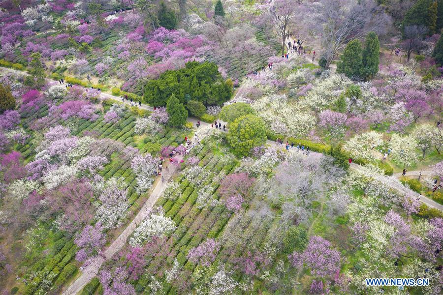 #CHINA-JIANGSU-NANJING-SPRING-FLOWERS (CN)