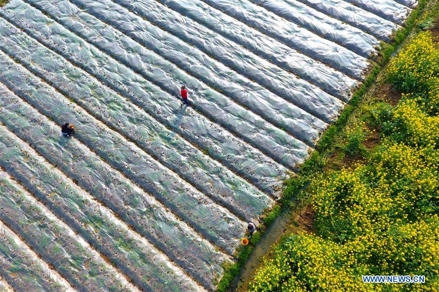 #CHINA-SPRING-FARMING (CN)