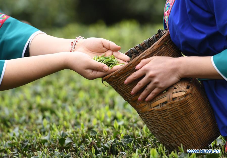 CHINA-GUANGXI-SANJIANG-SPRING TEA-HARVEST (CN)