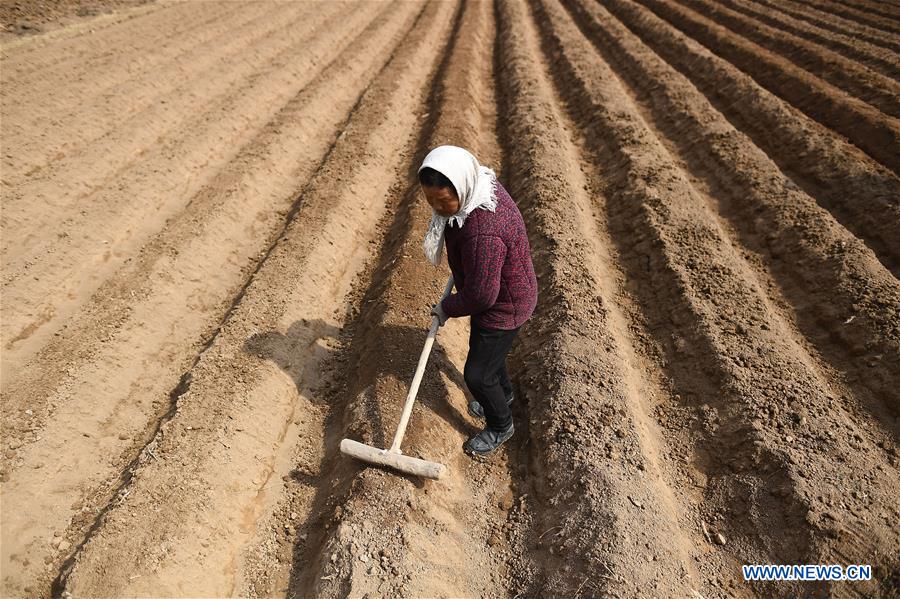 #CHINA-SPRING-FARM WORK (CN)