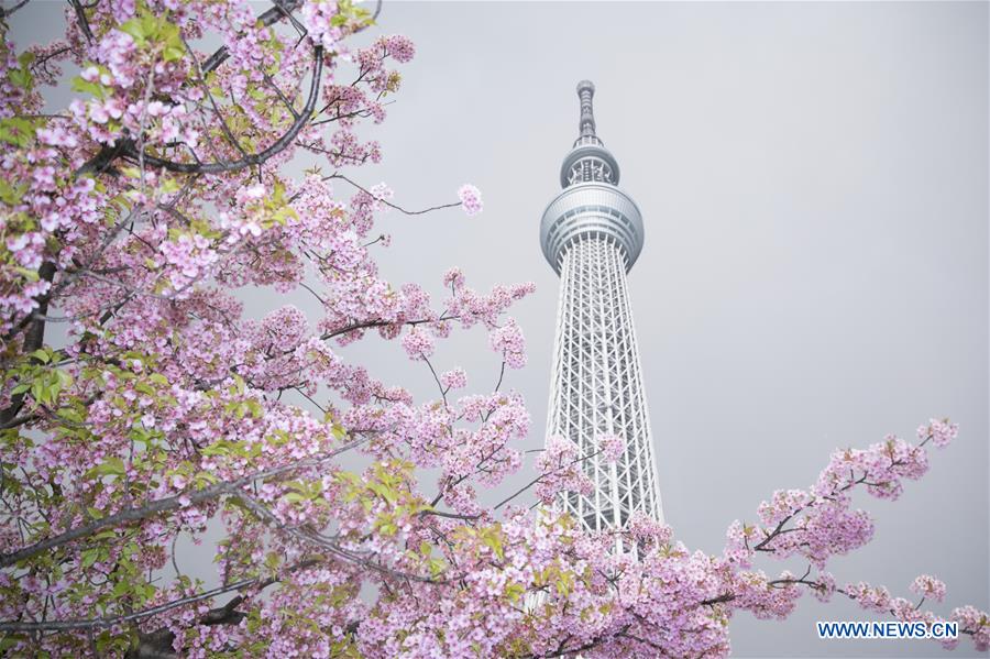 JAPAN-TOKYO-SKYTREE-CHERRY BLOSSOM